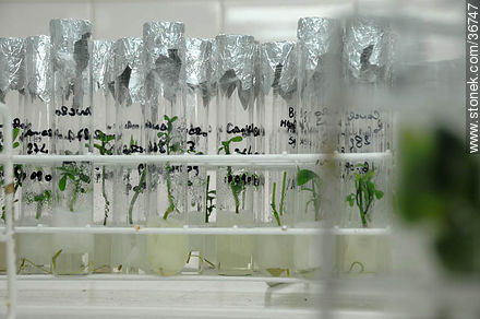 Micro injertos en laboratorio - Departamento de Salto - URUGUAY. Foto No. 36747