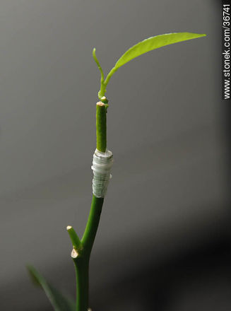 Grafted citrus - Flora - MORE IMAGES. Photo #36741