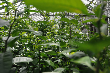 Greenhouse - Department of Salto - URUGUAY. Photo #36732