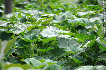 Zuchini plants - Department of Salto - URUGUAY. Photo #36727