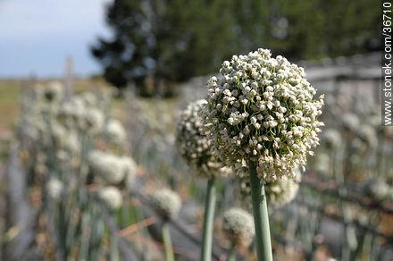 Flor de la cebolla - Departamento de Salto - URUGUAY. Foto No. 36710
