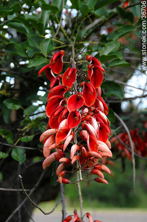 Cockspur Coral Tree. - Department of Salto - URUGUAY. Photo #36706
