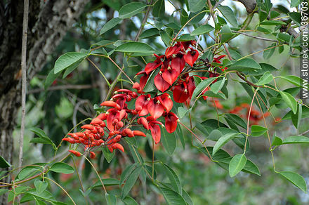 Flores de ceibo - Flora - IMÁGENES VARIAS. Foto No. 36703