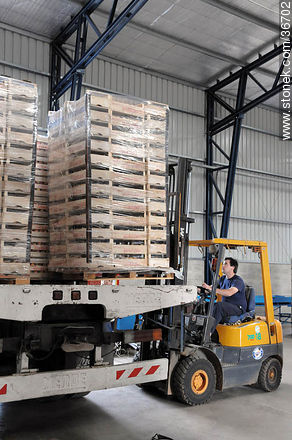 Loading merchandise in trucks - Department of Salto - URUGUAY. Photo #36702
