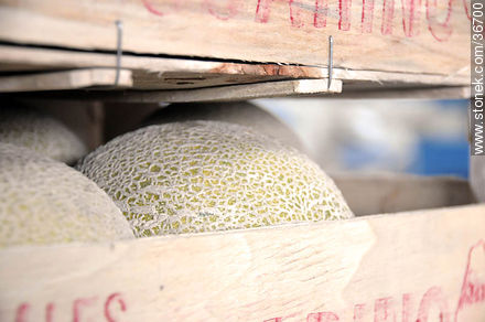 Embarque de melones - Departamento de Salto - URUGUAY. Foto No. 36700