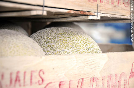 Melon crates - Department of Salto - URUGUAY. Photo #36699