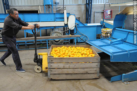 Carga de fruta a la línea de producción - Departamento de Salto - URUGUAY. Foto No. 36690