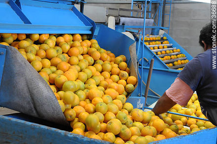 Manual citrus filtering - Department of Salto - URUGUAY. Photo #36688