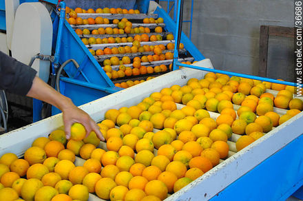 Manual citrus filtering - Department of Salto - URUGUAY. Photo #36686