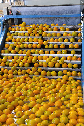 Washing oranges - Department of Salto - URUGUAY. Photo #36684
