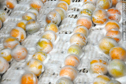 Washing oranges - Department of Salto - URUGUAY. Photo #36682