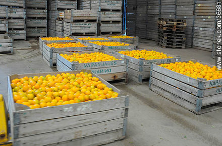 Cajones de fruta para su clasificación - Departamento de Salto - URUGUAY. Foto No. 36681