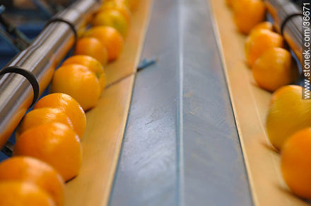 Naranjas en cintas de selección por tamaños - Departamento de Salto - URUGUAY. Foto No. 36671