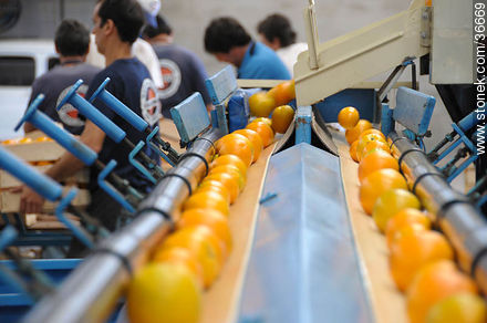 Naranjas en cintas de selección por tamaños - Departamento de Salto - URUGUAY. Foto No. 36669