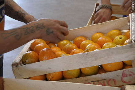 Packing oranges into crates - Department of Salto - URUGUAY. Photo #36668