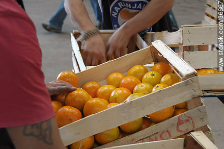 Operativa de la selección y almacenaje de naranjas - Departamento de Salto - URUGUAY. Foto No. 36667