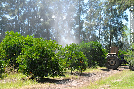 Fumigando el naranjal - Departamento de Salto - URUGUAY. Foto No. 36655