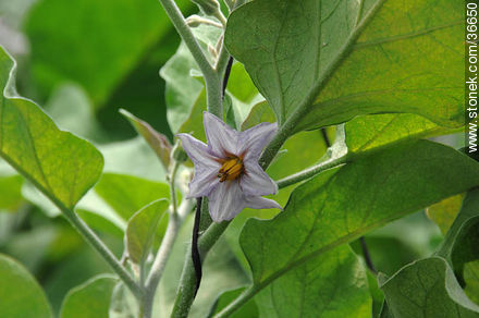 Eggplant flower - Department of Salto - URUGUAY. Photo #36650