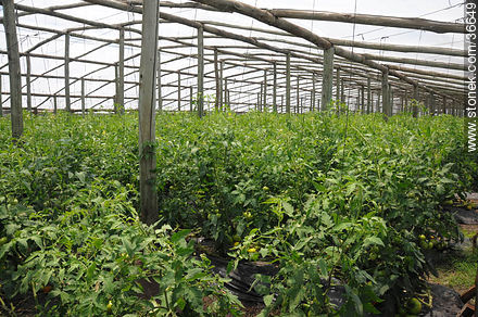 Tomatoes plants - Department of Salto - URUGUAY. Photo #36649