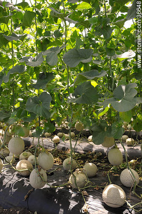 Melones de invernadero - Departamento de Salto - URUGUAY. Foto No. 36648