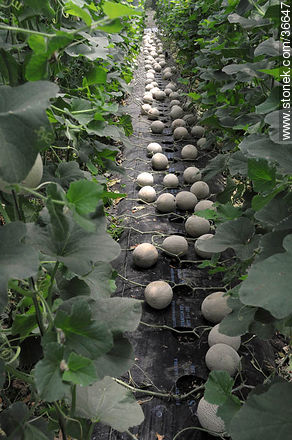 Melones de invernadero - Departamento de Salto - URUGUAY. Foto No. 36647