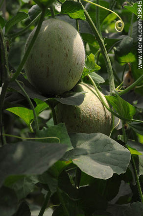 Melones de invernadero - Departamento de Salto - URUGUAY. Foto No. 36645