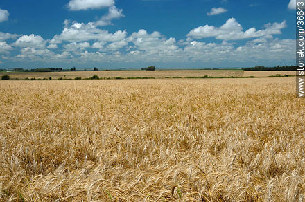 Wheat field - Department of Salto - URUGUAY. Photo #36643