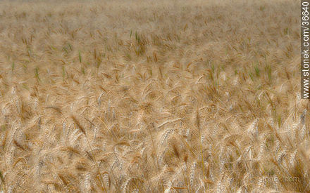 Wheat field - Department of Salto - URUGUAY. Photo #36640