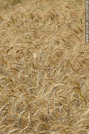 Wheat field - Department of Salto - URUGUAY. Photo #36638