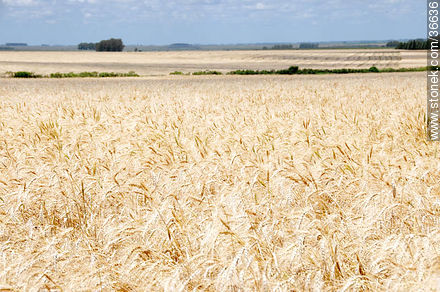 Wheat field - Department of Salto - URUGUAY. Photo #36636