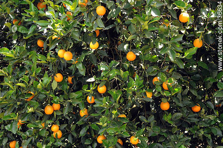Orange tree. - Department of Salto - URUGUAY. Photo #36634