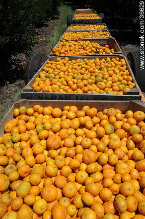 Tangerine harvest - Department of Salto - URUGUAY. Photo #36629