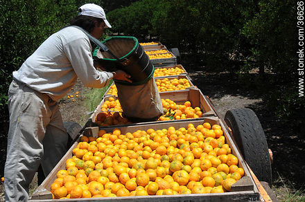 Tangerine harvest - Department of Salto - URUGUAY. Photo #36626