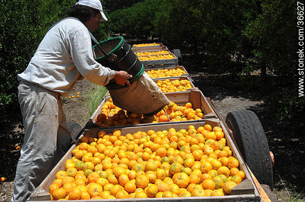 Cosecha de mandarinas - Departamento de Salto - URUGUAY. Foto No. 36627
