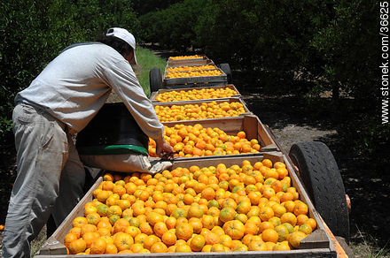 Tangerine harvest - Department of Salto - URUGUAY. Photo #36625