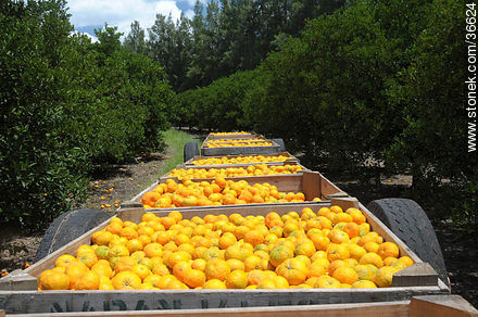 Tangerine harvest - Department of Salto - URUGUAY. Photo #36624
