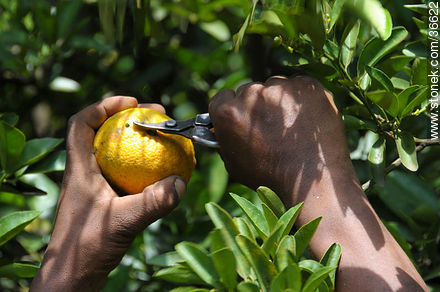 Cosecha de mandarinas - Departamento de Salto - URUGUAY. Foto No. 36622