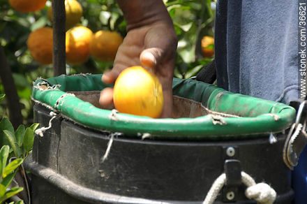 Tangerine harvest - Department of Salto - URUGUAY. Photo #36621