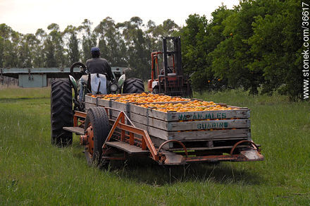 Tangerine harvest - Department of Salto - URUGUAY. Photo #36617