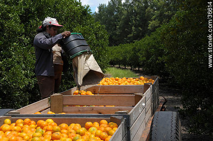 Tangerine harvest - Department of Salto - URUGUAY. Photo #36614