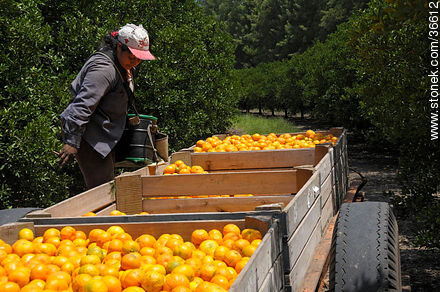 Tangerine harvest - Department of Salto - URUGUAY. Photo #36612