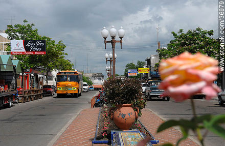 Cantero central de la Avenida España - Departamento de Paysandú - URUGUAY. Foto No. 36979
