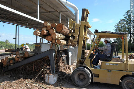 Timber industry - Department of Paysandú - URUGUAY. Photo #37106