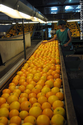 Citrus industry - Department of Paysandú - URUGUAY. Photo #37087