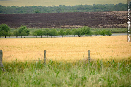 Paysandú fields - Department of Paysandú - URUGUAY. Photo #37130