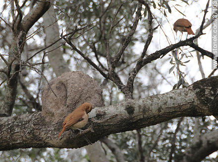 Rufous hornero family and nest - Department of Paysandú - URUGUAY. Photo #37133