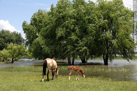Mare and foal. - Department of Paysandú - URUGUAY. Photo #37139
