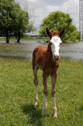 Foal. - Fauna - MORE IMAGES. Photo #37142