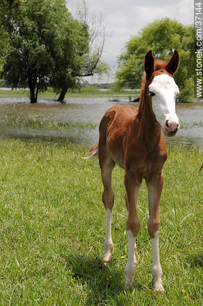 Foal. - Department of Paysandú - URUGUAY. Photo #37144