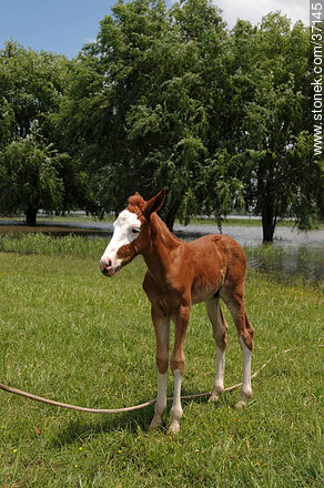 Foal. - Fauna - MORE IMAGES. Photo #37145